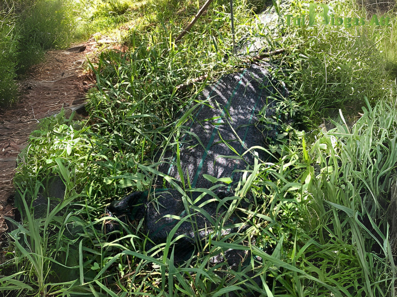 Tăng độ Bền Túi Biogas đơn Giản