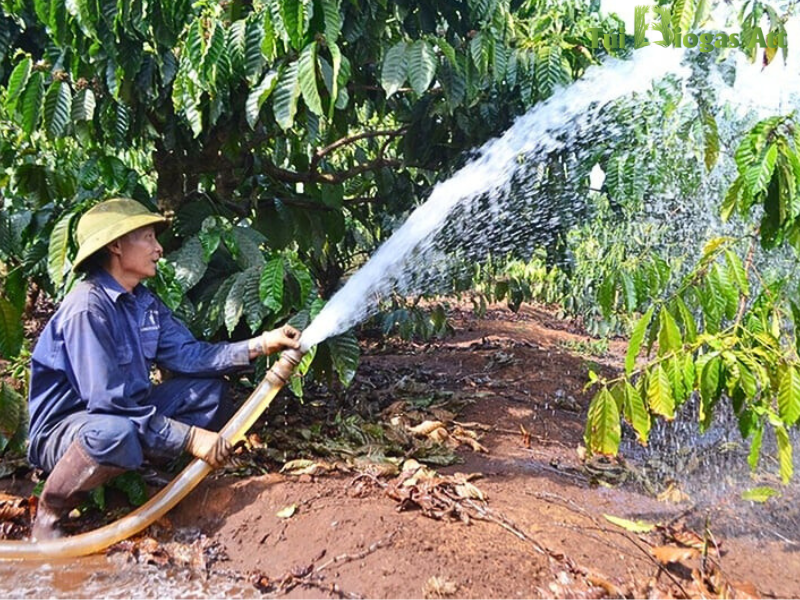 Bã Sau Biogas Dùng để Tưới Cây