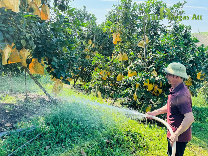 Nước Sau Của Túi Biogas Tưới Cây
