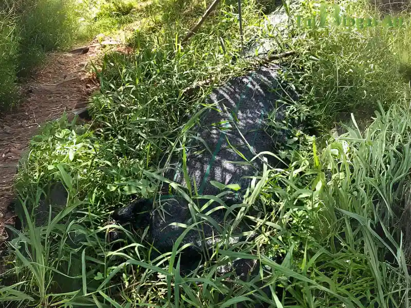 Cách Lắp đặt Túi Biogas Cho Hộ Chăn Nuôi 5 10 Heo