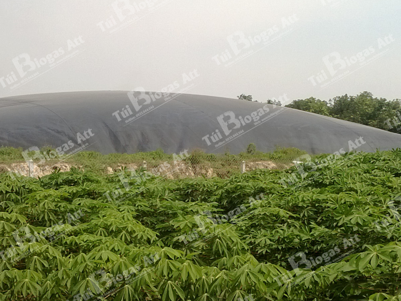 Hầm Biogas HDPE Cho Trang Trại Bò